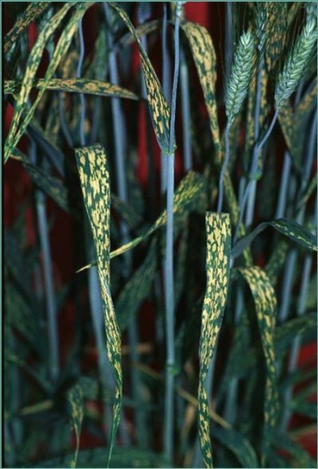 yellow leaf spotting on Cl deficient wheat
